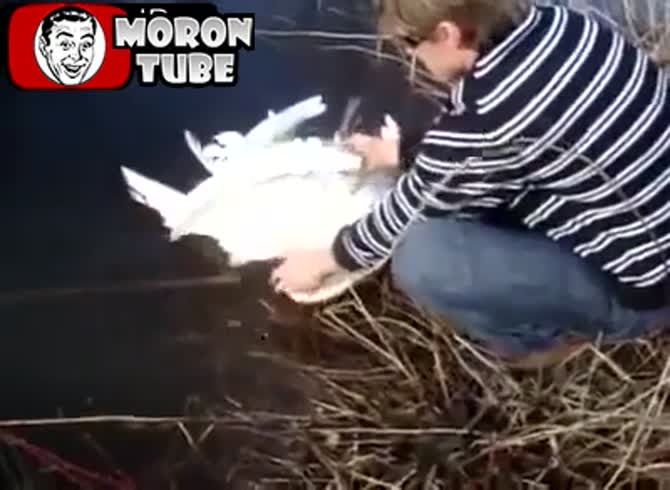 Video :The lives of two swans were spared